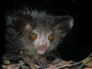   800px-Aye-aye_at_nig